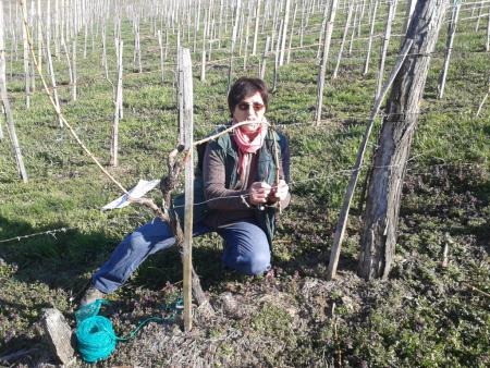 Člani TND Razkrižje obdelujejo vinograd v Šprincu 6